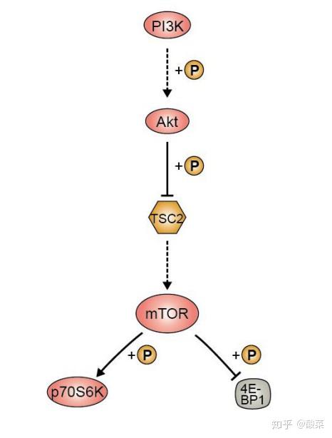 Pi K Akt Mtor