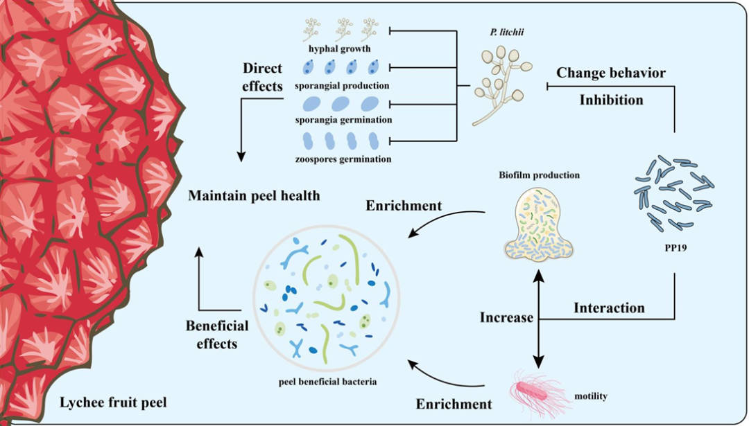 Microbiome | 解淀粉芽孢杆菌PP19通过重塑荔枝果皮菌群抑制霜疫霉病 - 知乎