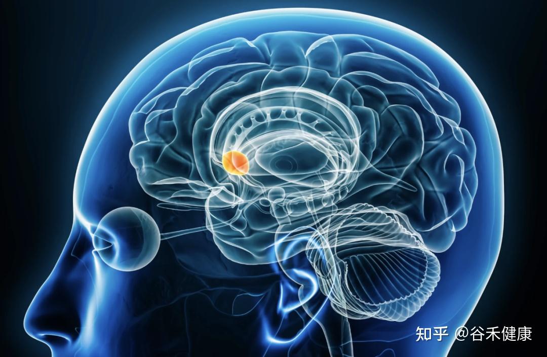 多巴胺:从肠道到大脑,掌控你奖赏、成瘾与健康的“超级信使” - 知乎
