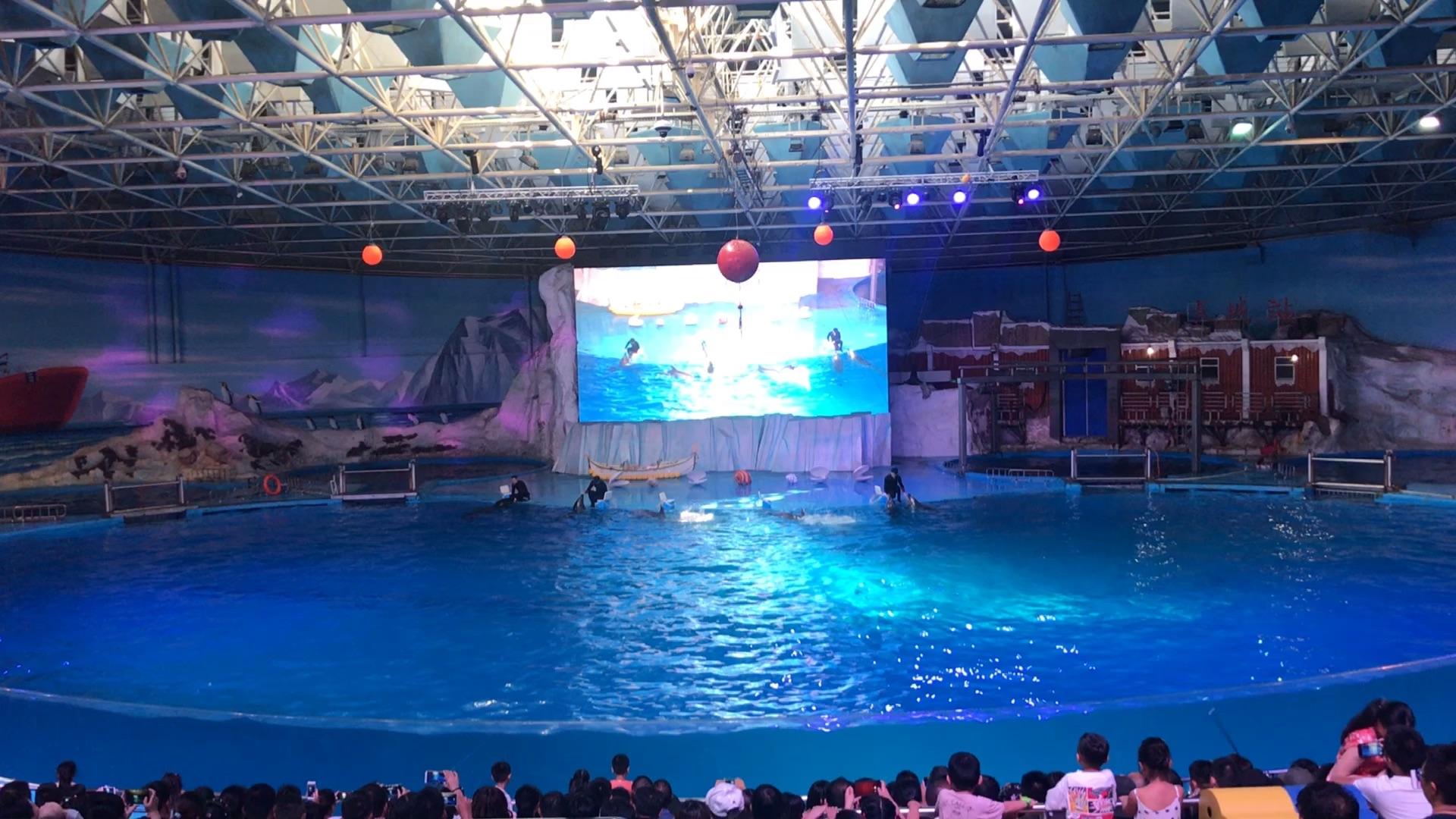 海洋生物鲸目动物电影海豚相关推荐 1:00日照海洋公园海狮表演陈詹森