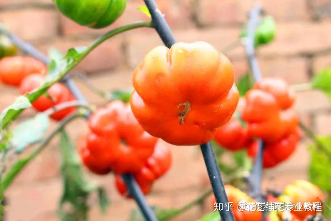 花艺中常见的10种果材介绍~ - 知乎