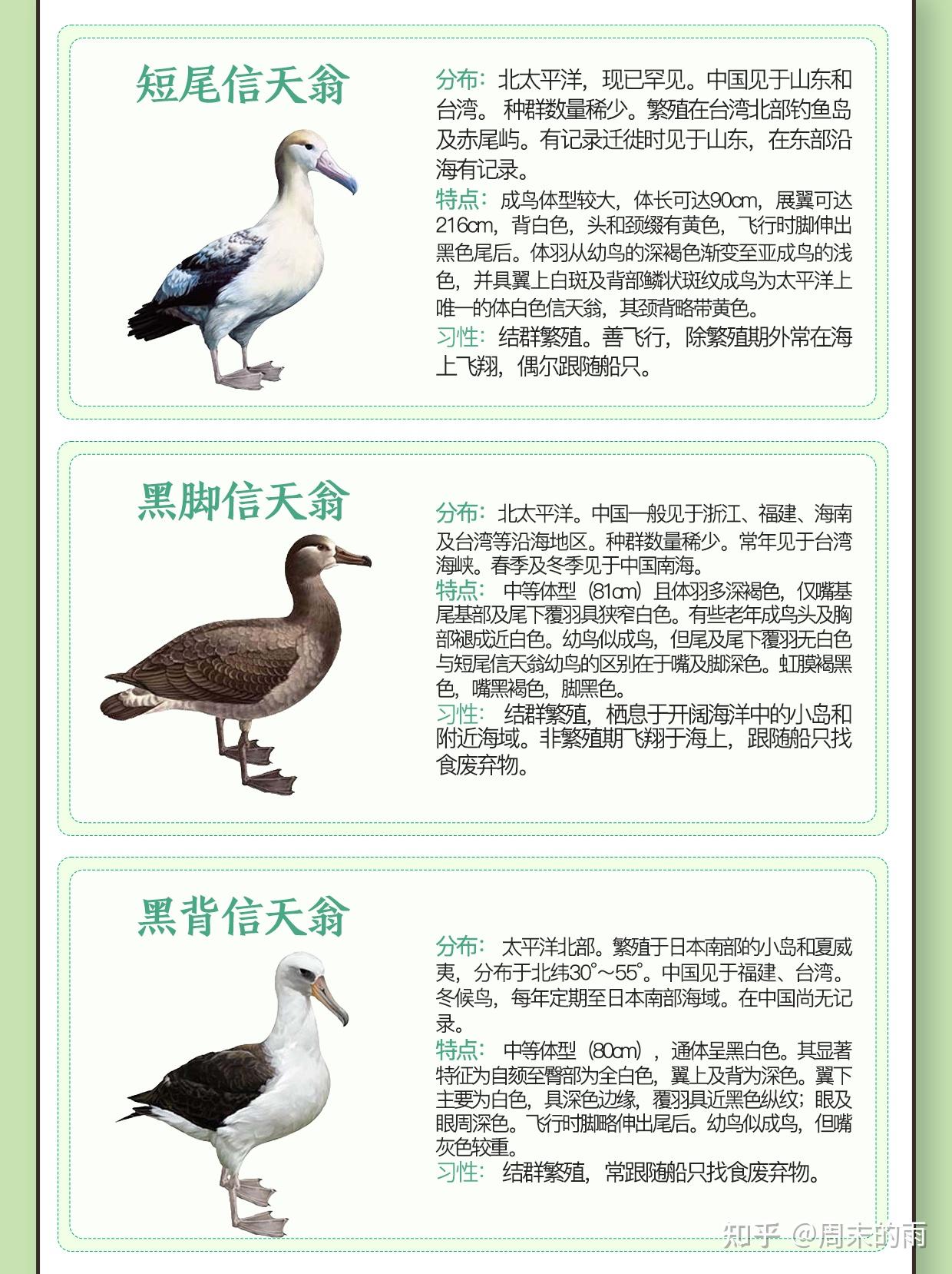 长寿又忠贞的动物-----信天翁 - 知乎