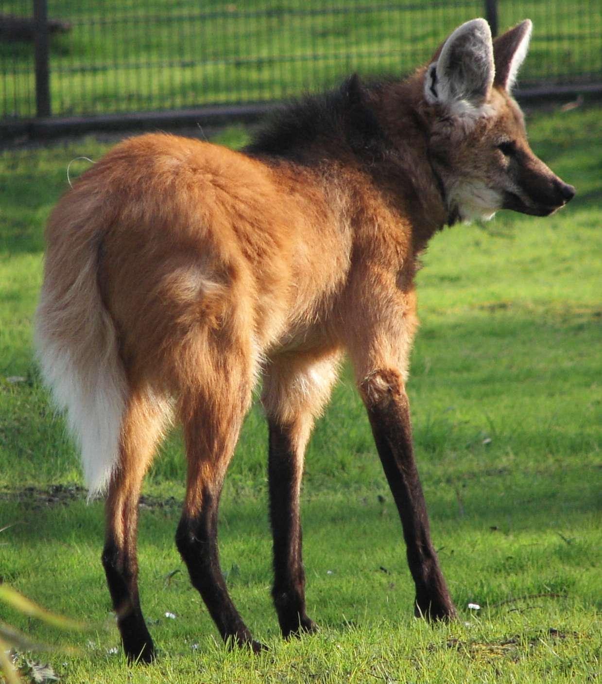 【神秘动物学】狼鹿(wolf deer)