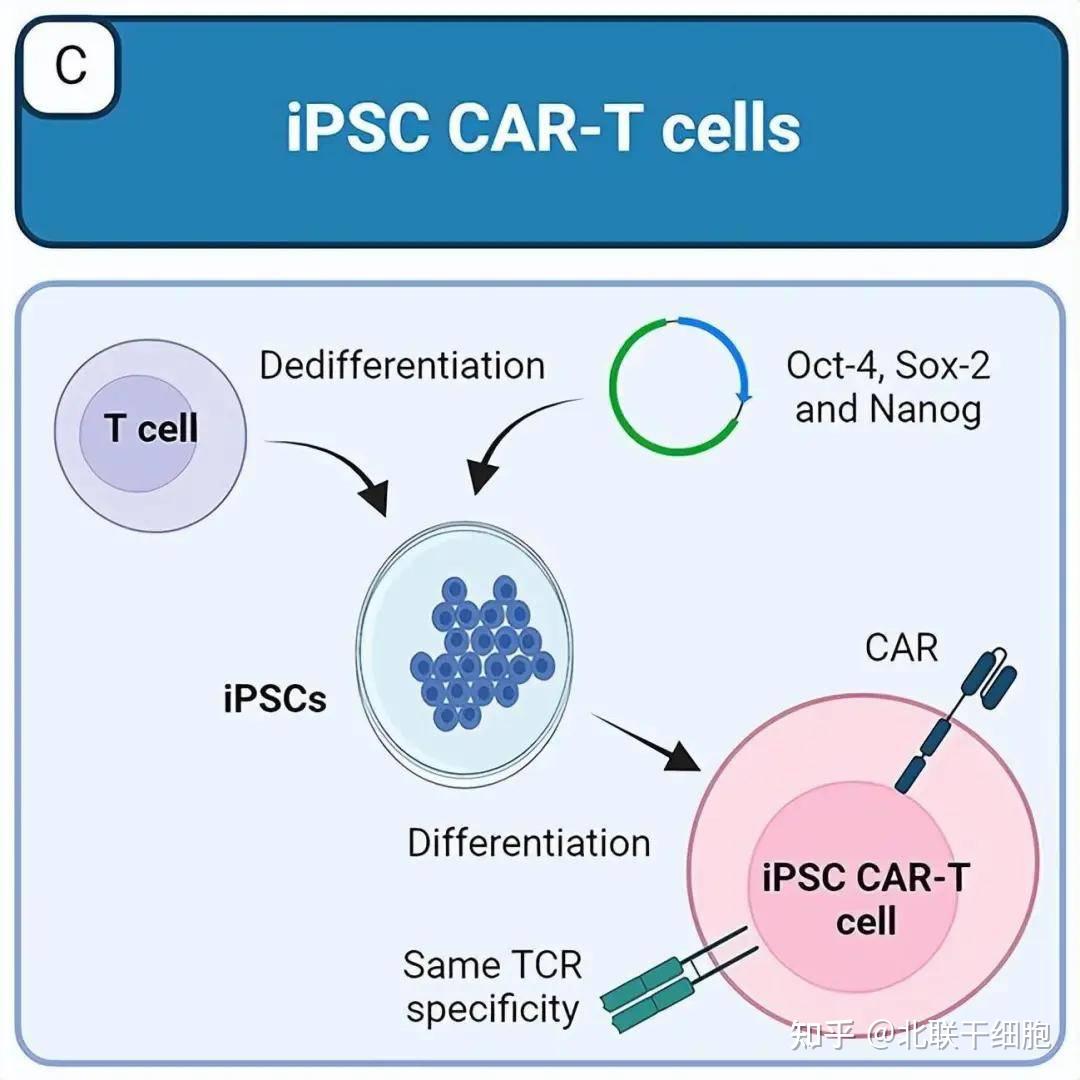 诱导多能干细胞（iPSC）在疾病中的应用 - 知乎