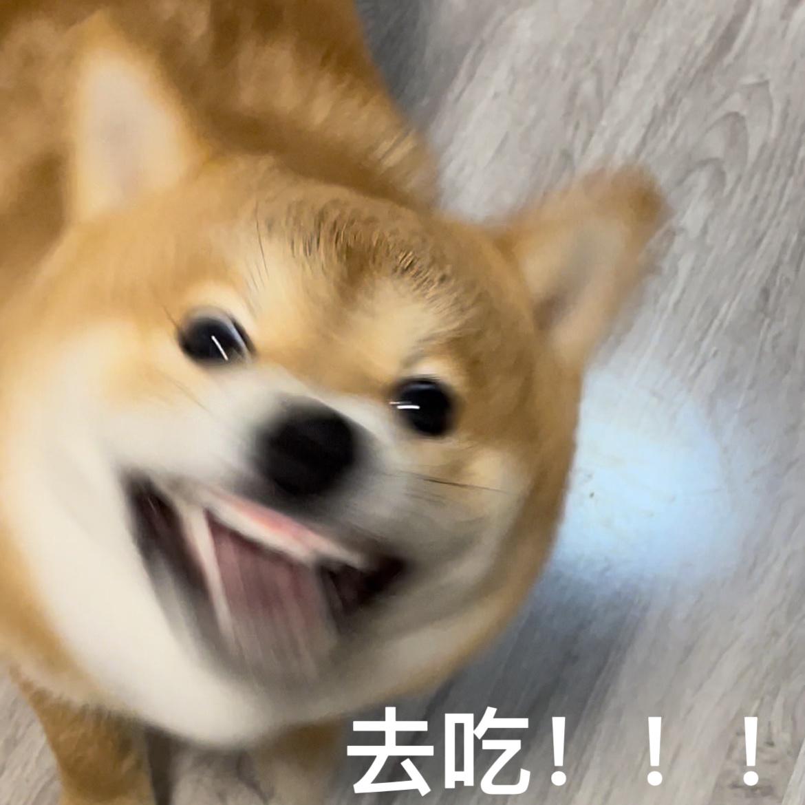 可爱柴犬表情包