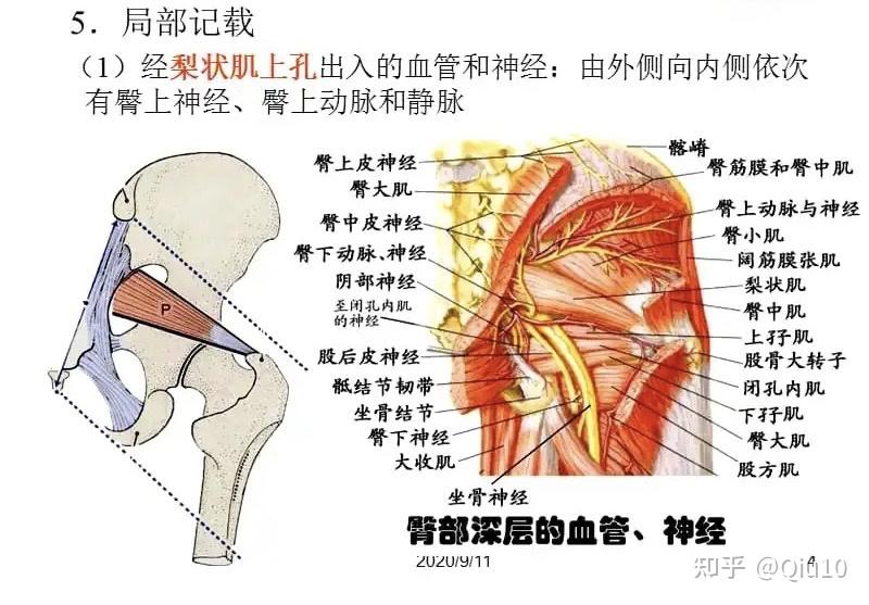 外旋髖關節,外展髖關節止點:股骨大轉子上緣起點:骶骨前面梨狀肌的起