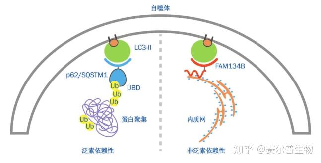 “细胞自噬”入门级知识合集，看这篇就够了 - 知乎