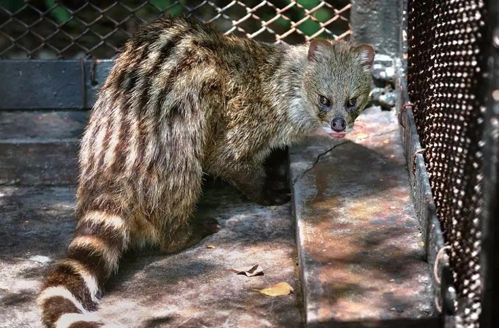 很多狸类,鼬类动物都长有臭腺,七间狸也不例外,雄性的香腺比雌性的略