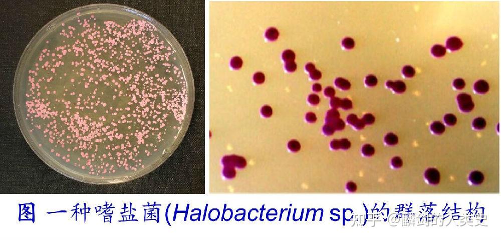 【地球生物全系列——从单细胞到人类】古细菌界—代表性古细菌 - 知乎
