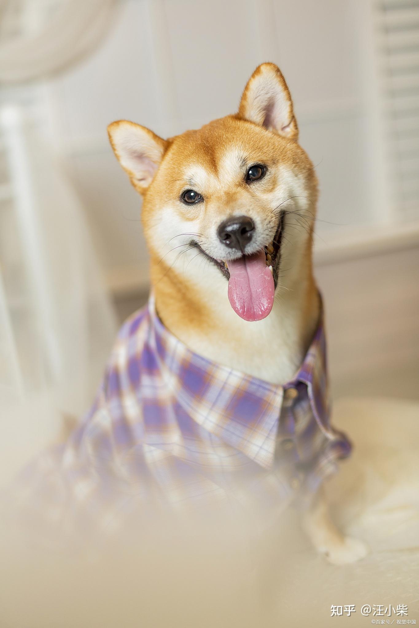 今天来说下纯种柴犬一般多少钱了解下市场价格避免被套路