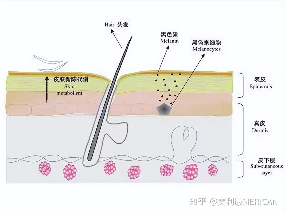肤色不均，让全身美白功亏一篑？ - 知乎