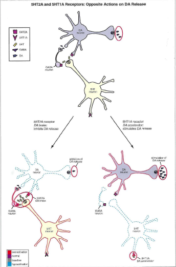 五羟色胺的功能是什么