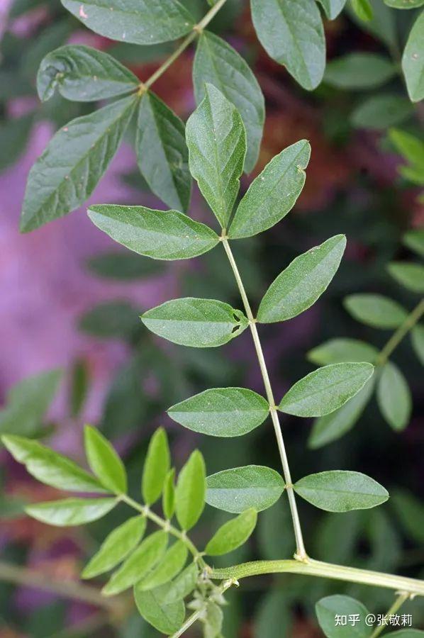 三出掌状复叶植物图片