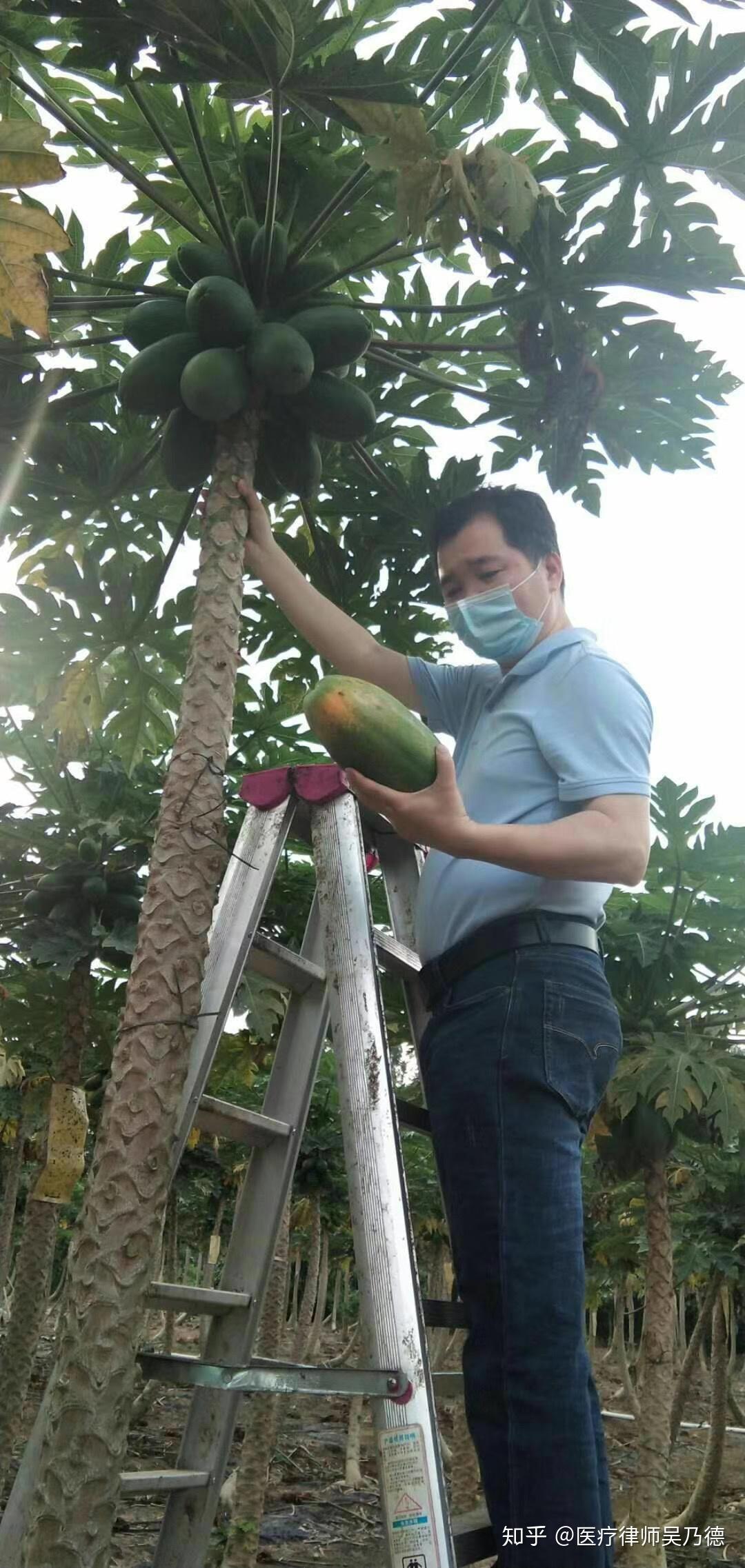 又到了摘木瓜的季节