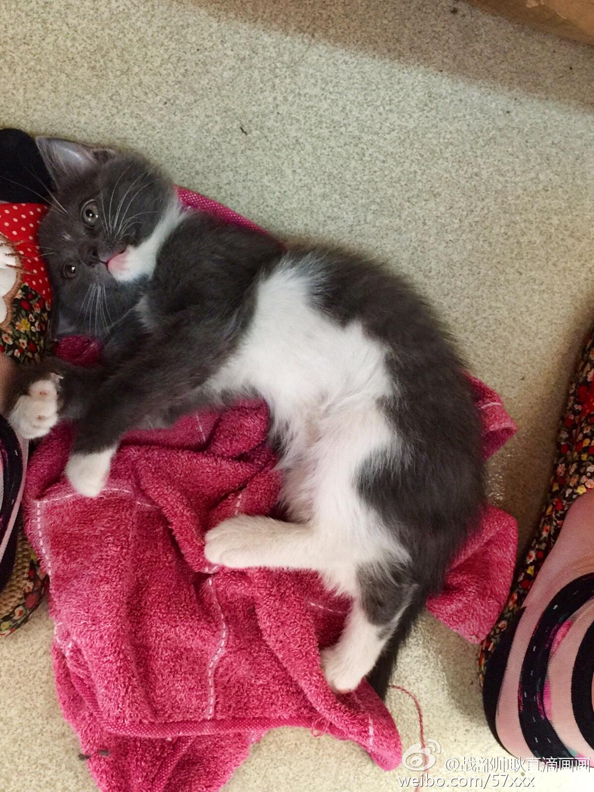 养一只灰色土猫(不是狸花猫)是一种什么样的体