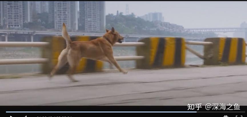 《忠犬八公》拉片分析(剧作、影像、文化等) - 知乎
