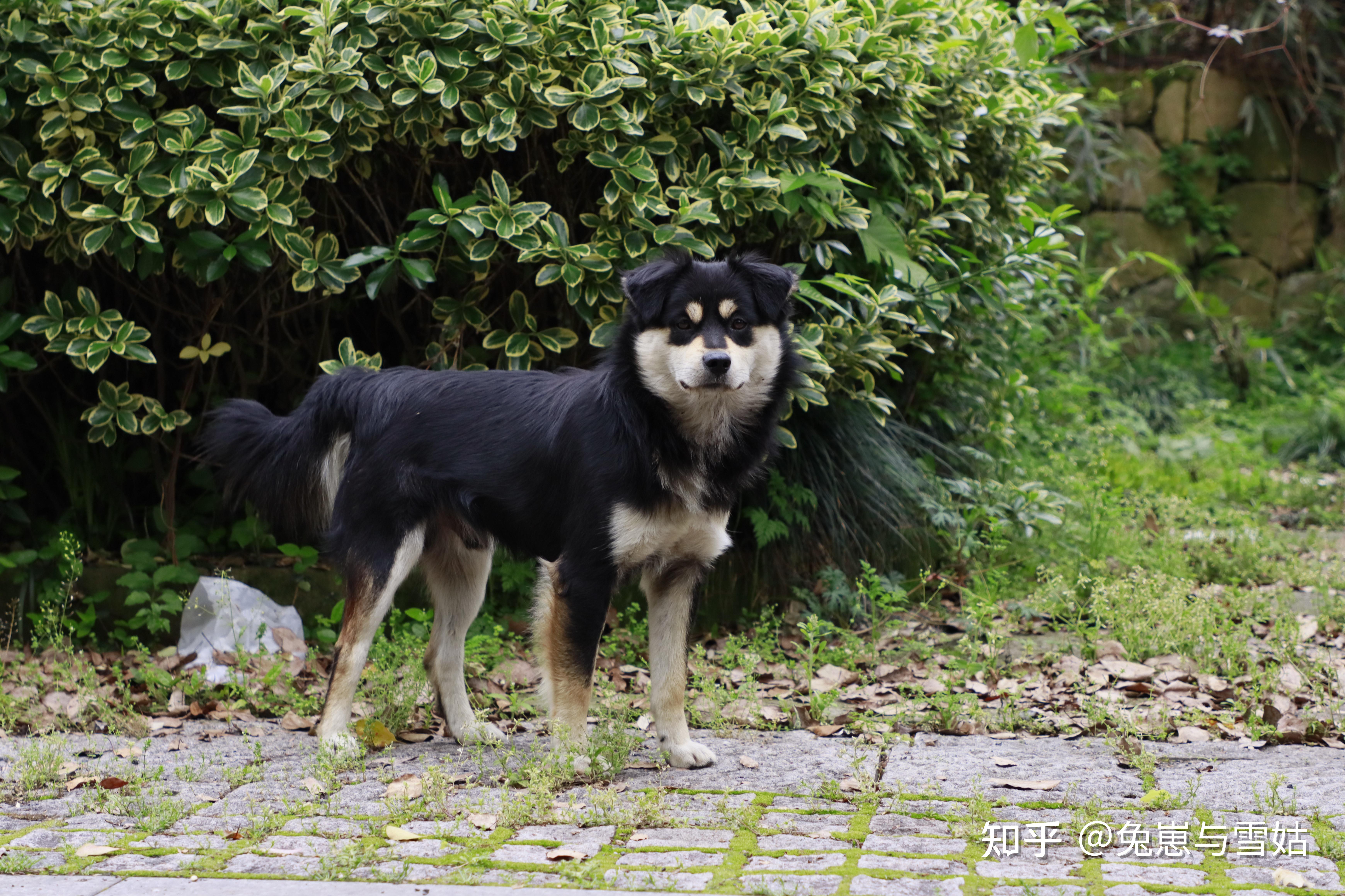 古籍《相犬大全,上百种中华田园犬花色赏析!