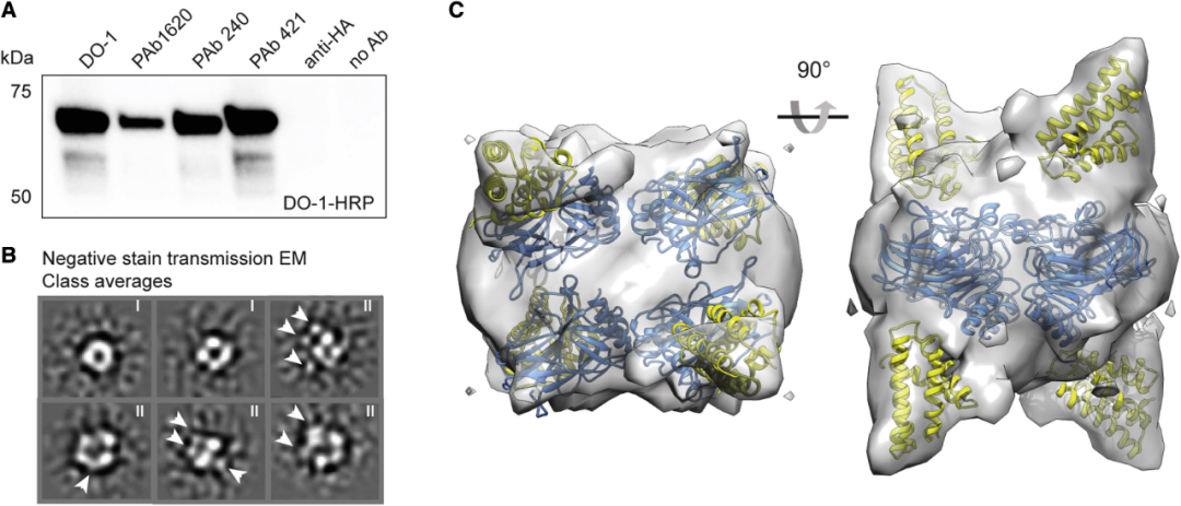 这种情况的可能原因是蜘蛛丝部分设法为p53的无序部分提供结构的方式