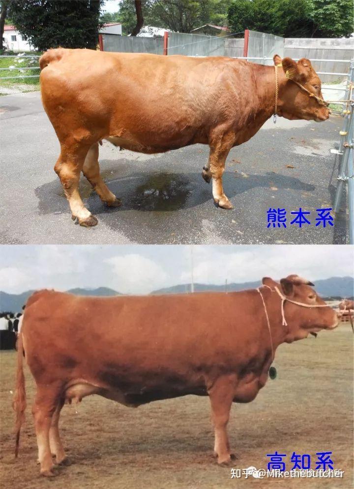 褐牛品种大全及图片图片