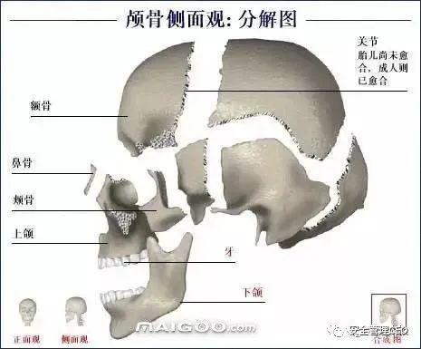 人体骨骼结构图 - 知乎