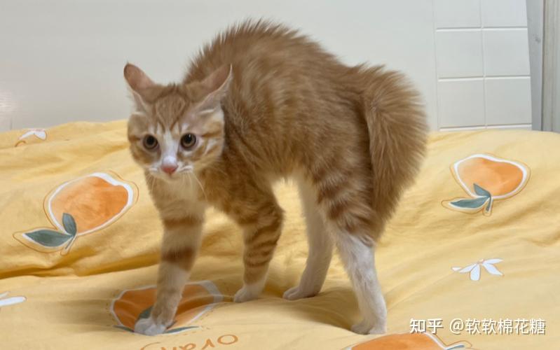 警惕!猫咪弓背原因,原来是这样的! - 知乎