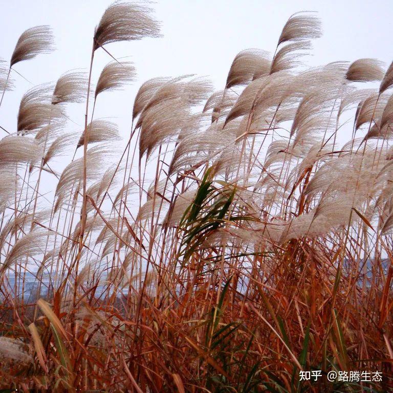 可以净化水质的水生植物有哪些? - 知乎