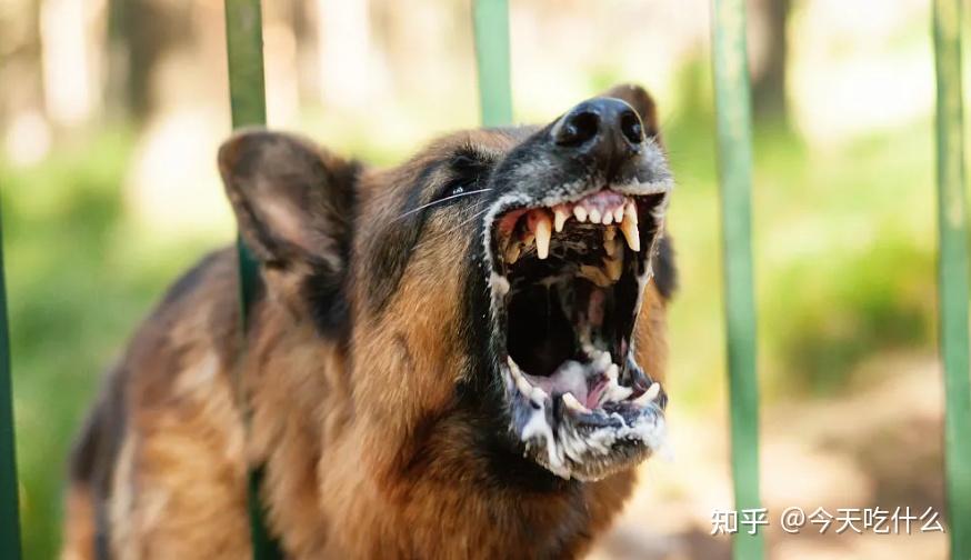 遇到恶犬咬人用这几招真的很有效