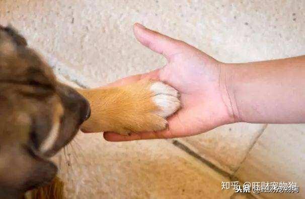 训练宠物狗狗握手与起立的方法,只需四步!