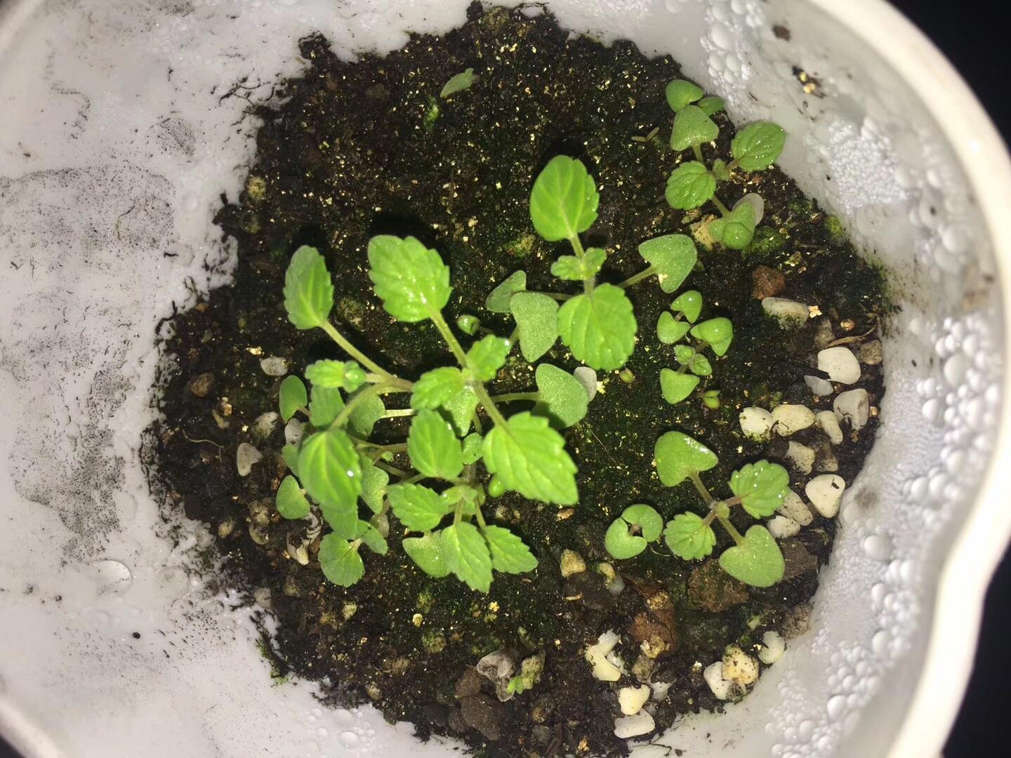 长期住在宿舍里的学生党养什么宠物比较合适?