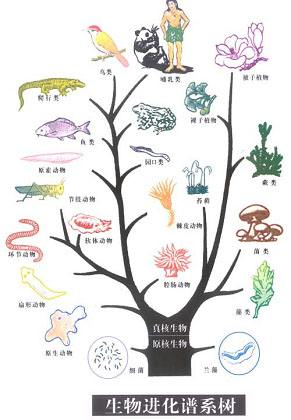 Amazon.com: The Living World, 9th Edition / 生物学的思维方式