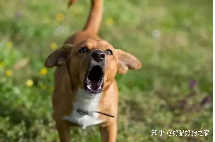 读懂狗狗的肢体语言,做一名资深的铲屎官 - 知乎