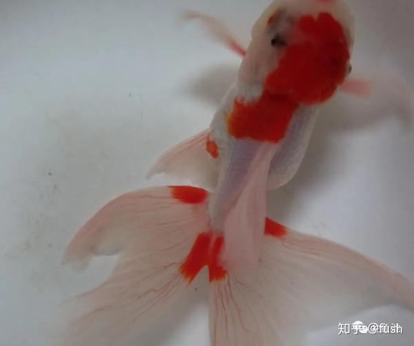 金鱼身体变红充血是怎么回事 金鱼充血症的起因和治疗方法附 金鱼体表 充血 的治疗方法 上海轩冶木业有限公司