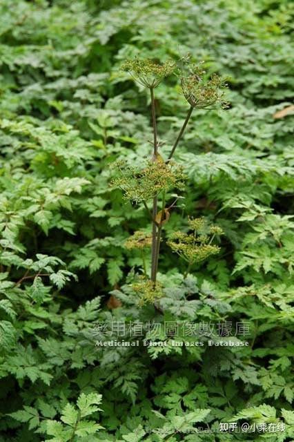 当归(中药材资料、植物图像、化学结构、含当归的中成药) - 知乎