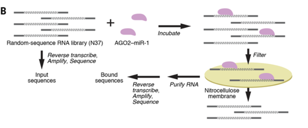 Science | 量化microRNA-AGO靶向效率的 - 知乎