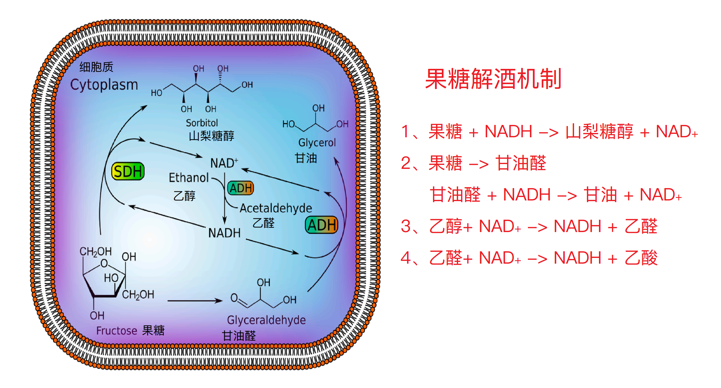 果糖代谢途径图片