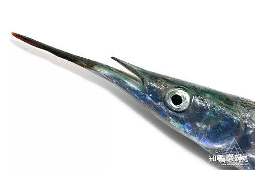 水针鱼 记一位腹黑而貌美的体操运动员 知乎