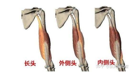 我們先來了解一下這兩組肌肉的構成:肱二頭肌位於大臂的外側,有長,短