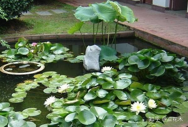 私家花园水景设计中时如何选择水生植物 设计师都未必清楚 知乎