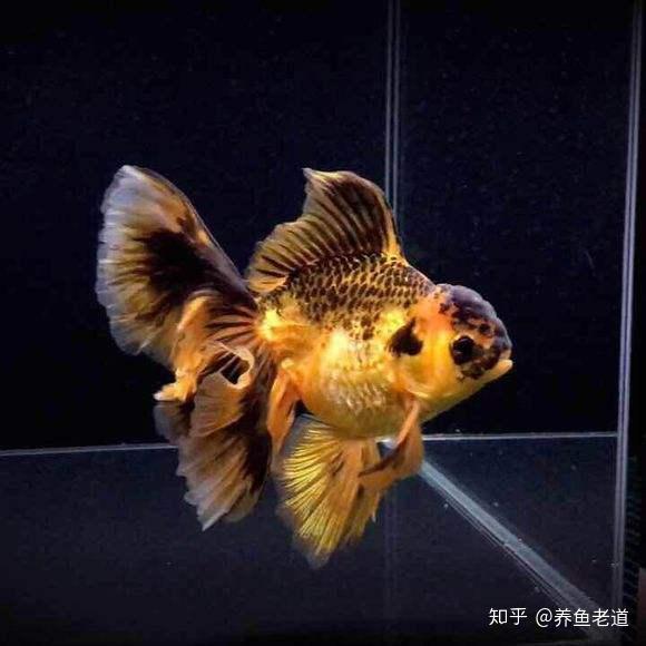 金鱼总是漂浮在鱼缸上层会有哪些原因 一定是缺氧吗 知乎 金鱼总是漂浮在鱼缸上层会有哪些原因 一定是缺氧吗 知乎