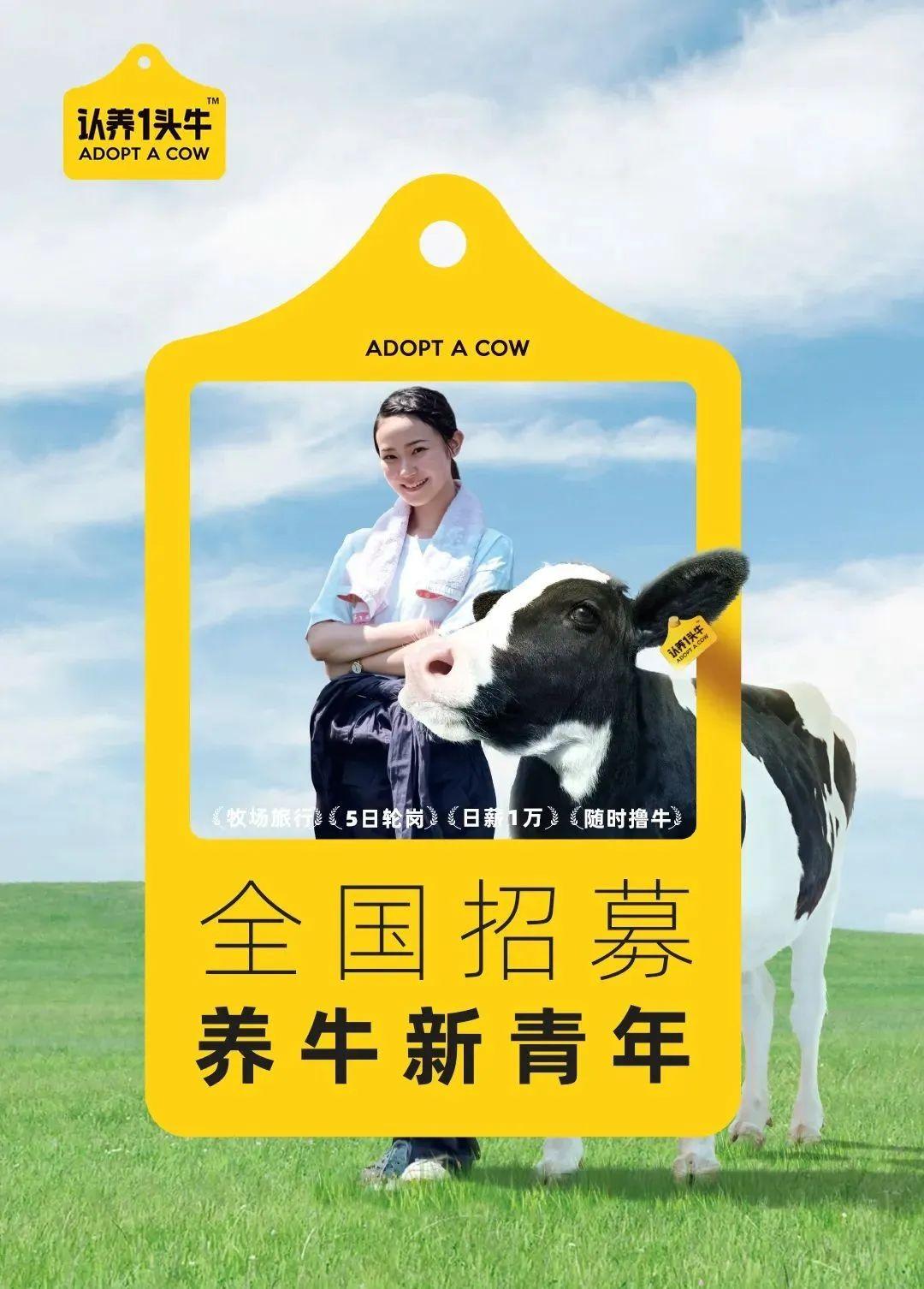 全国招募养牛新青年借势五四认养一头牛讲了个养牛新故事