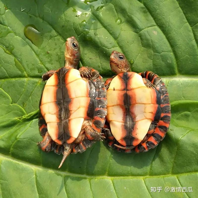 觀賞動物飼養員證好不好考看完你就懂了