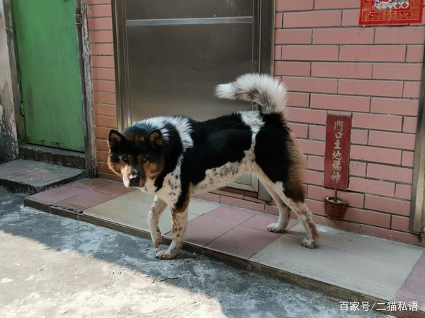 本犬纲目(中国本土狗品种大全) - 知乎