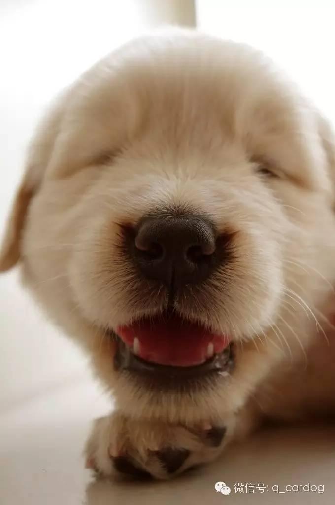 各种狗狗的小时候!选一只抱走吧!