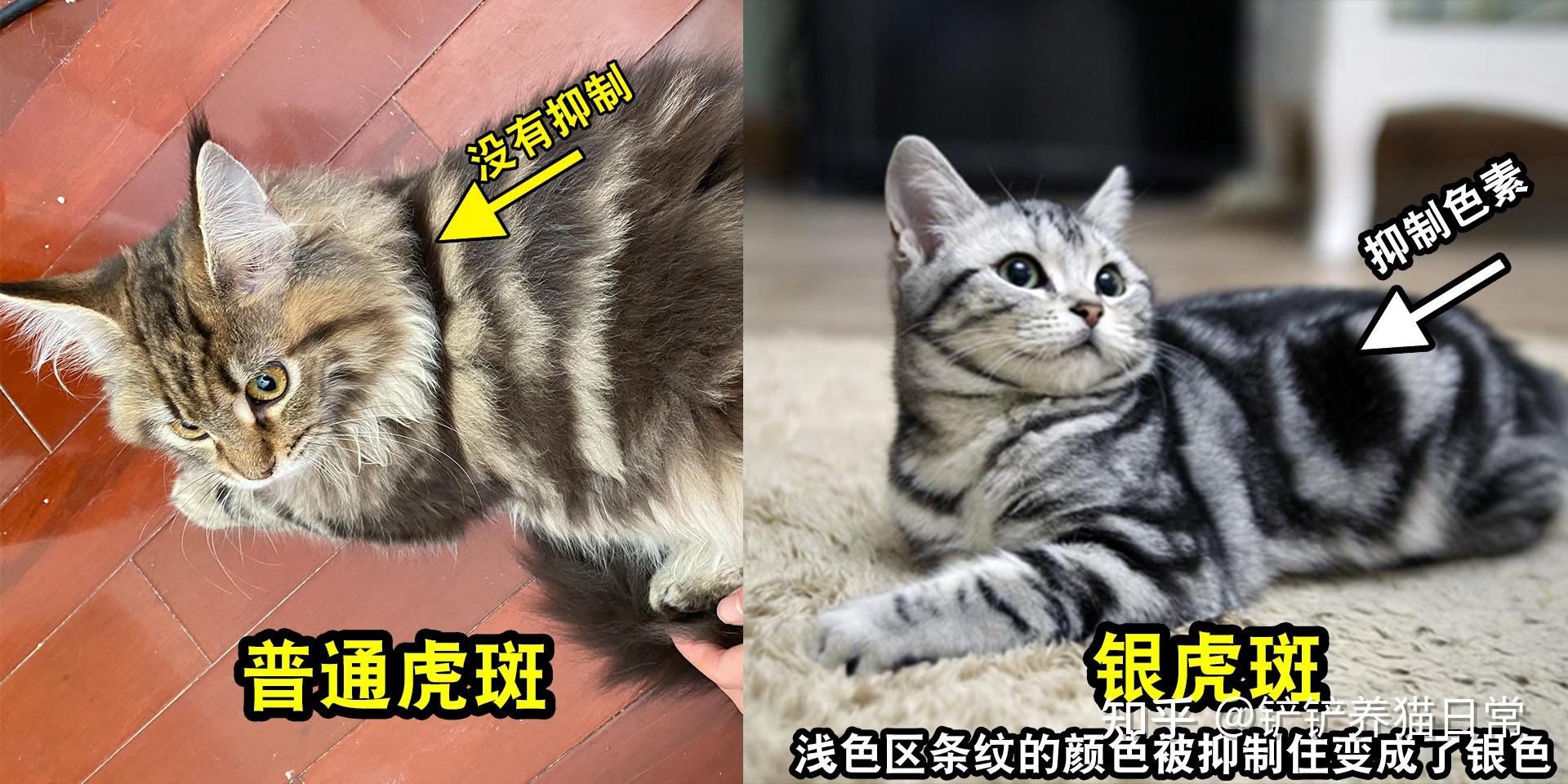 虎斑猫发腮前后对比图片