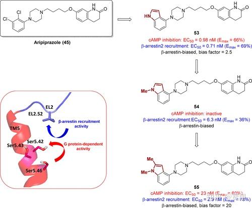 G蛋白偶联受体（gpcr）的偏向配体：结构 功能选择性关系（sfsr）和治疗潜力 知乎 