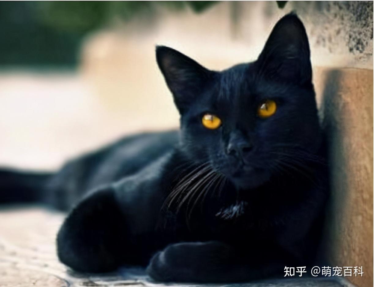 养一只黑色田园猫是什么体验？ - 知乎
