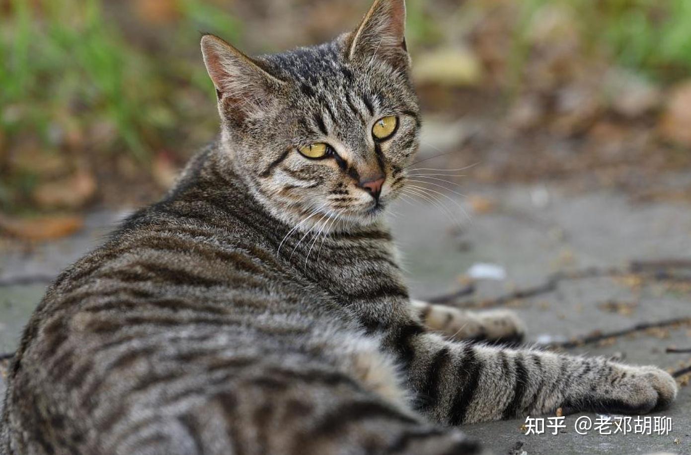中国狸花猫也被称为花斑猫,是中国传统的家猫品种,是一种外形优美
