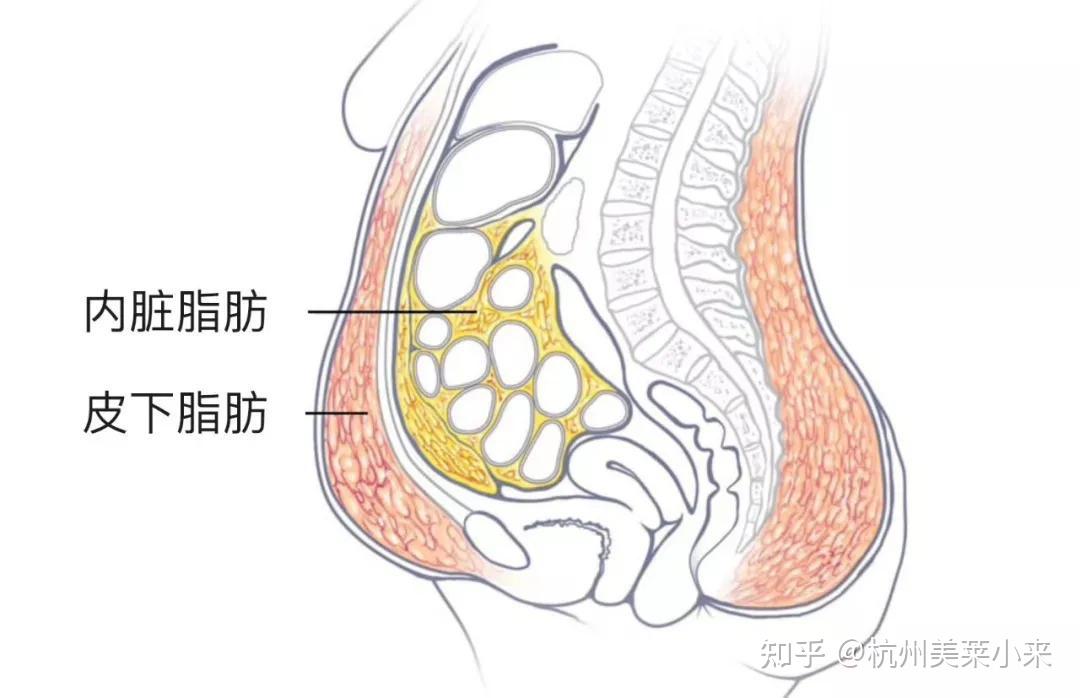 皮下脂肪内脏脂肪根据堆积部位不同,人体身上脂肪可分2种:篇幅较长