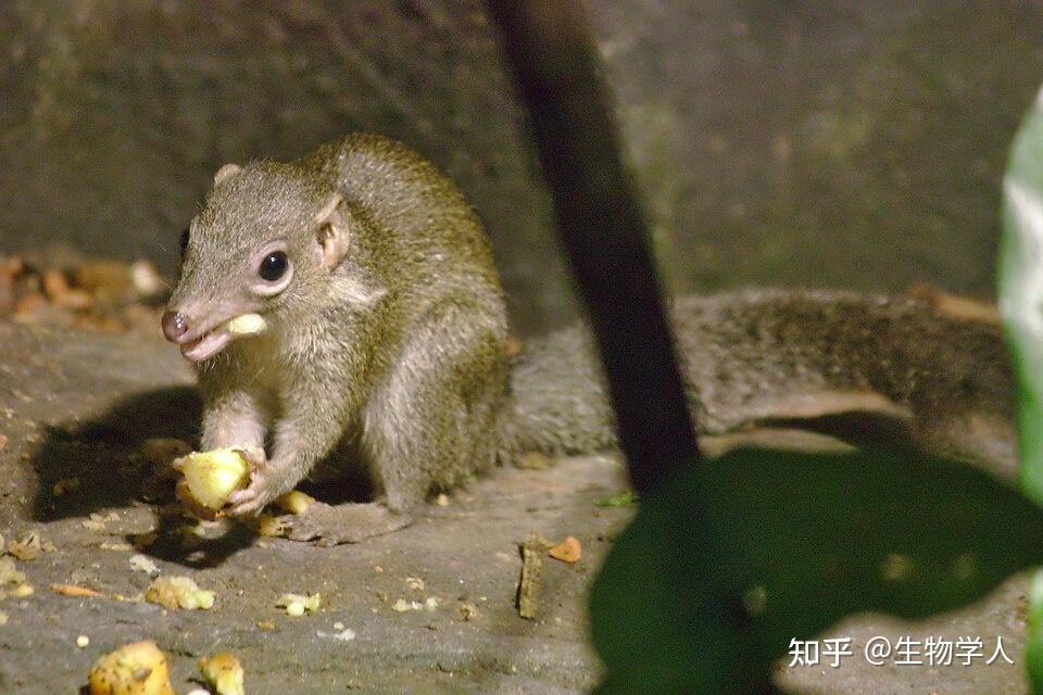 树鼩与鼯猴是灵长动物吗? - 知乎