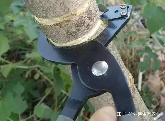 生态农业:营养生长与生殖生长的关系 - 知乎